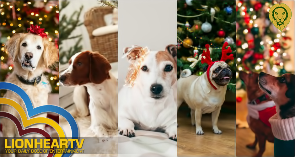 5 things to do with your doggos for the Christmas season