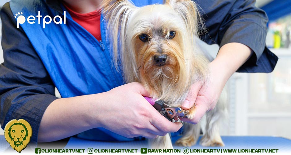 PetPal’s Home Grooming Services: A new level of convenience for pet owners