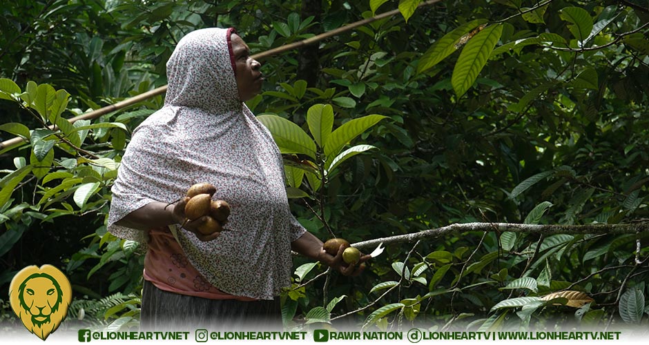 Intertwining Nutmeg Cultivation and Sustainability by Papuan Women